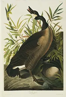 Branta Prints: Branta canadensis, Canada goose