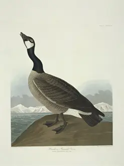 Branta canadensis, Canada goose
