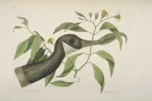 Branta Prints: Branta canadensis, Canada goose (detail of head)