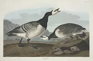 Branta Prints: Branta leucopsis, barnacle goose