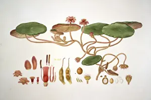 Brasenia schreberi, water shield