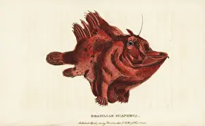 Brasilian guaperva, species of frogfish Antennariinae
