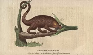 Brasilian porcupine, Coendou prehensilis