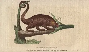 Pennant Prints: Brasilian porcupine, Coendou prehensilis