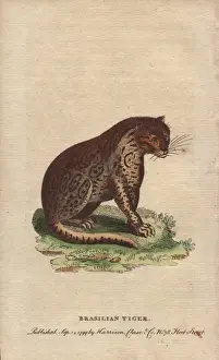 Onca Prints: Brasilian tiger, Panthera onca