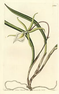 Edwards Gallery: Brassavola perrinii orchid