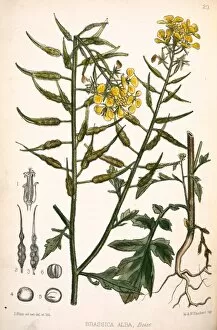 Edible Gallery: Brassica alba, white mustard