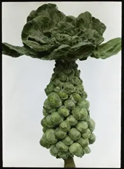 Vege Table Prints: Brassica Oleracea Gemmifera (Brussels Sprouts)