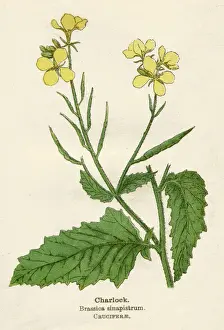BRASSICA SINAPISTRUM