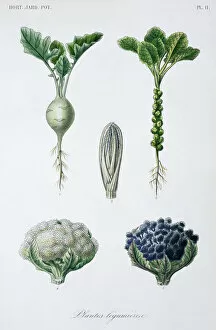 Malvidae Gallery: Brassica sp