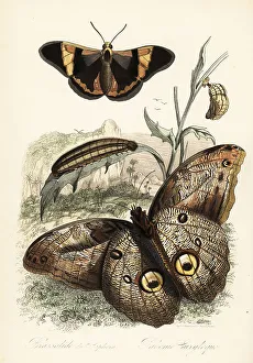 Pupa Prints: Brassolis sophorae butterfly and forest giant owl, Caligo eurilo