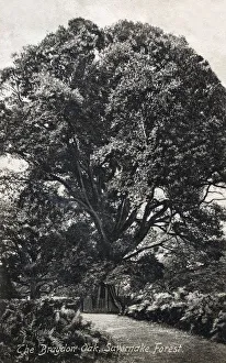 Images Dated 1st March 2019: The Braydon Oak - Savernake Forest, Wiltshire