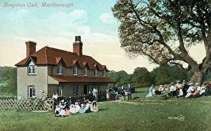 Savernake Prints: Braydon Oak, Savernake, Marlborough, Wiltshire