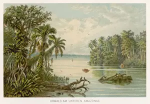 Lush Prints: BRAZIL / AMAZON C1890