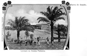Barra Prints: Brazil - Barra do Dande - Palm Plantation