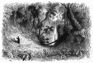 Brazil Forest Scene