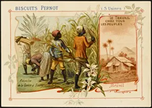 Brazil - Sugar Cane