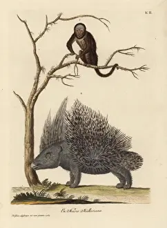 Brazilian bearded monkey species and crested