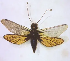 Brazilian Bee
