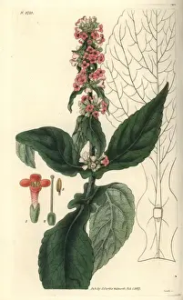 Brasiliensis Prints: Brazilian buddlea, Buddlea brasiliensis, with
