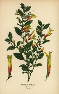 Fuchsia Collection: Brazilian fuchsia, Justicia floribunda