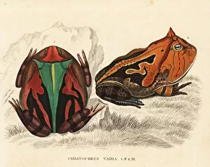 Thierreiches Collection: Brazilian horned frog, Ceratophrys aurita