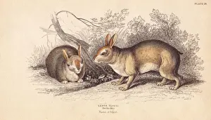 Lepus Prints: Brazilian rabbit, Sylvilagus brasiliensis