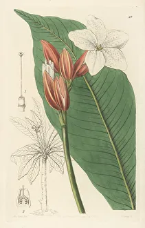 Flowered Prints: Brazilian red-coat, Erythrochiton brasiliensis