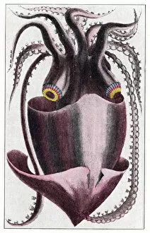 Mollusc Collection: Brazilian squid