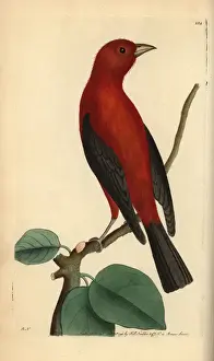 Tanager Prints: Brazilian tanager, Ramphocelus bresilius