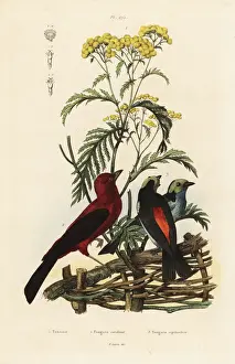 Tanagra Prints: Brazilian tanager, Ramphocelus bresilius