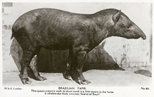 Brazil Prints: Brazilian Tapir - Native to thick, swampy forests of Brazil