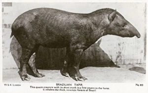 Brazil Gallery: Brazilian Tapir - Native to thick, swampy forests of Brazil