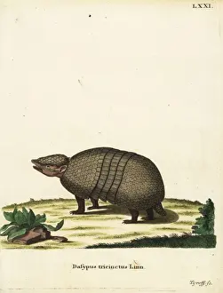 Brazilian three-banded armadillo, Tolypeutes tricinctus