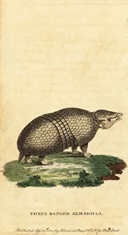 Jacques De Seve Prints: Brazilian three-banded armadillo, Tolypeutes tricinctus