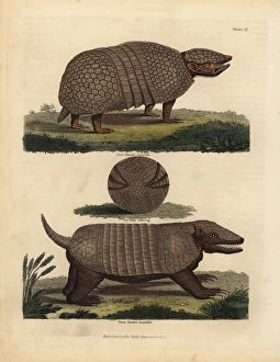 Images Dated 28th January 2019: Brazilian three-banded armadillo and seven-banded armadillo