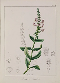 Labiatae Collection: Brazoria truncata