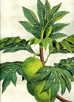 Bread Fruit
