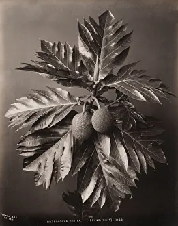 Bread fruit plants, Ceylon Sri Lanka