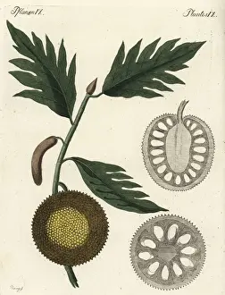 Encyclopedia Prints: Breadfruit, Artocarpus altilis, with ripe fruit and sections