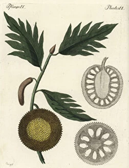 Breadfruit, Artocarpus altilis, with ripe fruit and sections