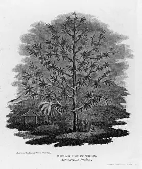Breadfruit Tree