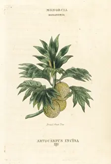 Classes Prints: Breadfruit tree, Artocarpus altilis