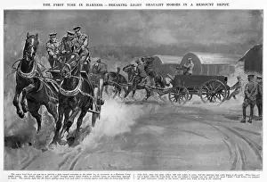 Depot Prints: Breaking light draught horses at Army Remount Depot, WW1