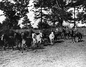 Images Dated 2nd September 2011: Breaking in Ponies