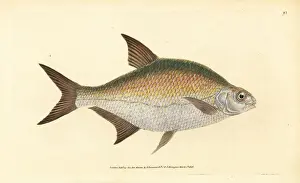 Donovan Prints: Bream, Abramis brama