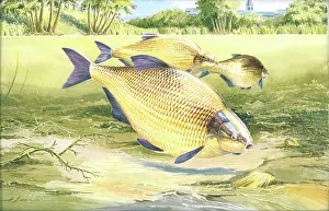 Oliver Prints: Bream