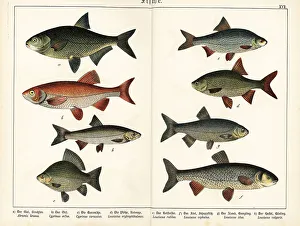 Ichthyology Prints: Bream, ide, Crucian carp, rudd, roach, chub and dace