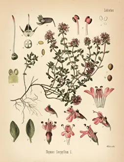 Serpyllum Prints: Breckland thyme or wild thyme, Thymus serpyllum