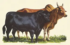 Two Breeds of Cattle Date: 1948